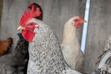 breeding poultry. chickens and rooster on the street close up. farming concept. dietary and healthy food