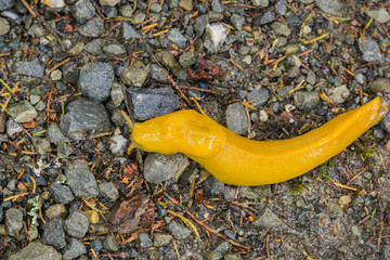 Close up of bright yellow Banana Slug on the forest floor, California
