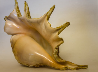 Sea shell light background