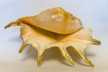 Obraz na płótnie Canvas Seashell on light background