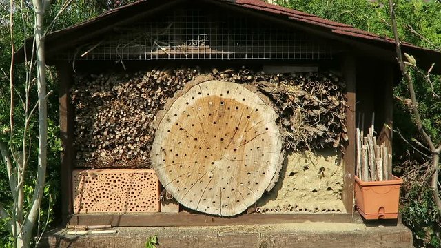 wild bees flying in front of insect hotel in springt time. male Osmia bicornis