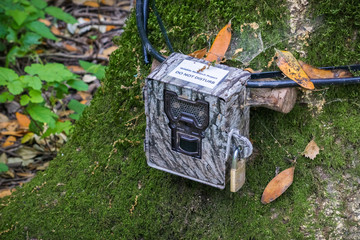 Wildlife monitoring device strapped on the base of a tree trunk, San Francisco bay area, California