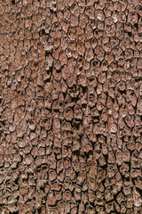 Tree bark texture