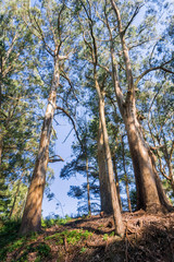 Eucalyptus forest, San Francisco bay area, California