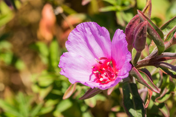 Close up of Clarkia Rubicunda (Farewell to spring,  Reddened clarkia, Ruby chalice clarkia), Mori Point, Pacifica, California