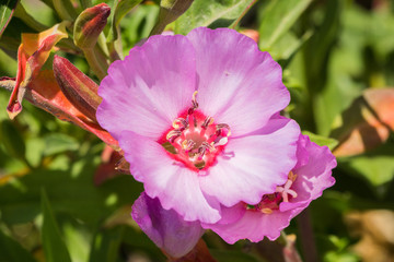 Close up of Clarkia Rubicunda (Farewell to spring,  Reddened clarkia, Ruby chalice clarkia), Mori Point, Pacifica, California