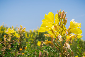Hooker's evening primrose (Oenothera elata) wildflower blooming on the Pacific Ocean coastline,...