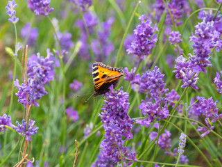 Small tortoiseshell butterfly (Aglais urticae) on lavender