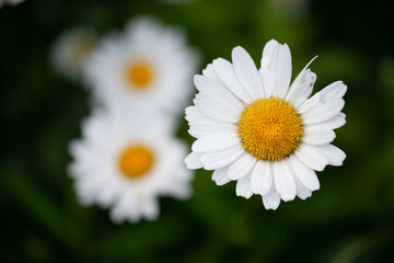 Obraz premium daisy in the grass