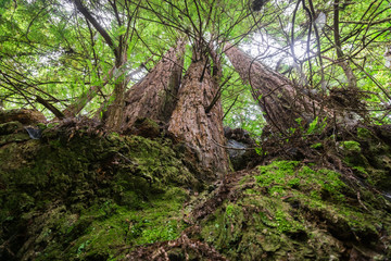 Redwood trees (Sequoia sempervirens) forest, California