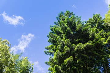 The verdant crown of an evergreen tree, on a blue sky background, California