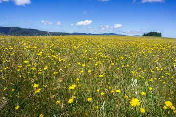 Meadow covered in yellow wildflowers, San Francisco bay Area, California