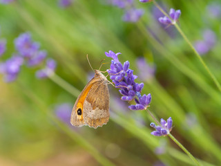 Fototapeta premium Meadow brown (Maniola jurtina) butterfly on lavender