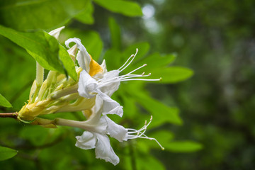 Western Azalea (Rhododendron occidentale) flowers blooming in Big Basin Redwoods State Park, California