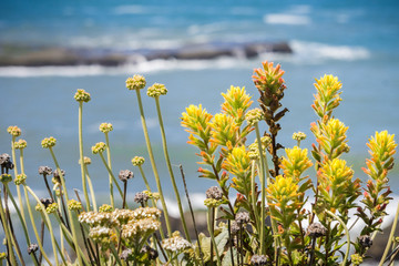 Obraz premium Yellow colored Indian paintbrush (Castilleja) wildflowers, Pacific Ocean coastline, California