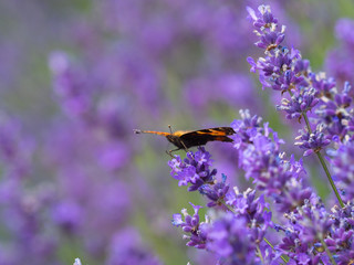 Small tortoiseshell butterfly (Aglais urticae) on lavender