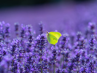 Brimstone buttlyfly in a lavender field