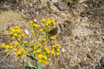Butterflies and bees on a Brewer's Aster (Eucephalus breweri) wildflower, Yosemite National Park, California
