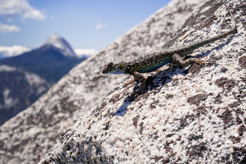 Blue bellied lizard (Sceloporus occidentalis) resting on a granite rock, Yosemite National Park, California