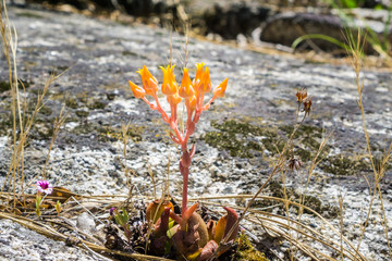Canyon Dudleya (Dudleya cymosa) blooming in Yosemite National Park, California