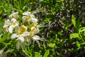 Western Azalea (Rhododendron occidentale) flowers blooming in Yosemite National Park, California