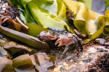 Close up of a tiny crab blending among the seaweed at the Fitzgerald Marine Reserve tidepools, Moss Beach, California