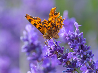 Comma Butterfly ( Polygonia c-album ) on Lavender