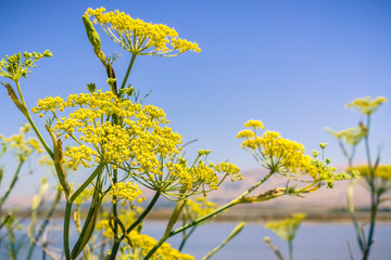 Fennel (Foeniculum vulgare) blooming wild on the levees of the marshes of San Francisco bay, California