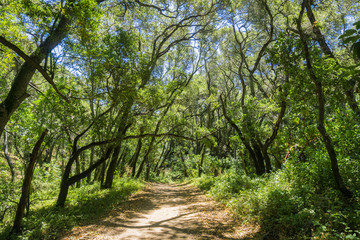 Fototapeta na wymiar Trail through a verdant forest in Pulgas Ridge OSP, San Francisco bay, California