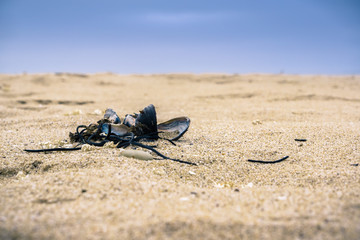 Mussels shells brought to shore by a storm, Pacific Ocean coastline, California