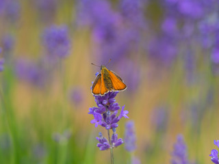 Small Skipper ( Thymelicus sylvestris) Butterfly on Lavender