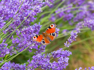 Peacock butterfly ( Aglais io ) on lavender