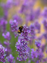White-tailed bumblebee on Lavender in Summer