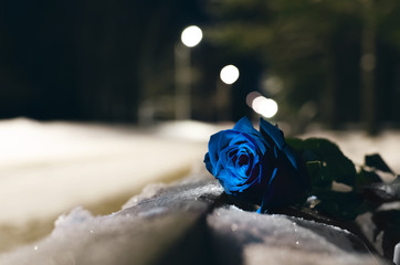 Forgotten blue rose flower laying in a snow covered bench in a night winter park background.