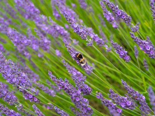 White-tailed bumblebee on Lavender in Summer