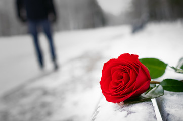 Red rose flower laying on the snow covered bench in a winter park and walking away man silhouette....