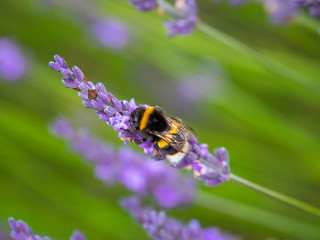 White-tailed bumblebee on Lavender in Summer