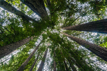 Looking up in a redwood trees (Sequoia sempervirens) forest, California