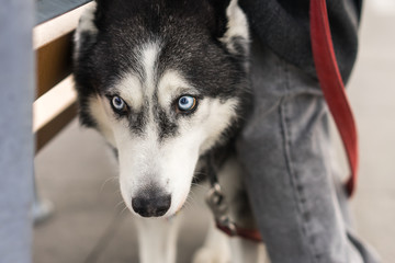 Shy husky dog stands behind legs