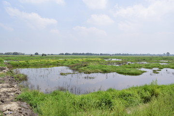 ZONA INUNDABLE, TEXCOCO, LAGO, PASTO SALADO