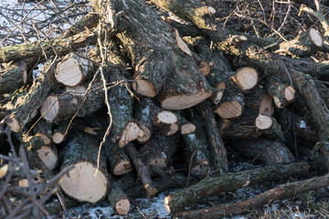 Gardening. Pruning fruit trees in winter. A pile of brushwood, small branches.