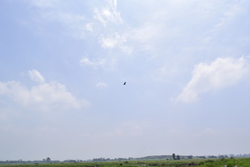 ZONA INUNDABLE, TEXCOCO, LAGO, PASTO SALADO