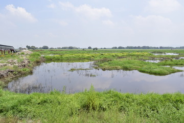 ZONA INUNDABLE, TEXCOCO, LAGO, PASTO SALADO