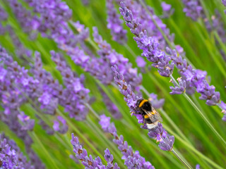 White-tailed bumblebee on Lavender in Summer