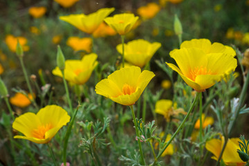 California Poppies (Eschscholzia californica) growing on a meadow, south San Francisco bay, California