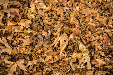 Fallen maple leaves, California