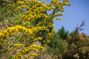 Fototapeta na wymiar Solidago wildflowers blooming, California
