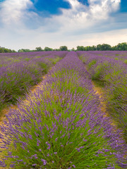 Lavender in Summer