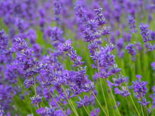 Lavender in Summer