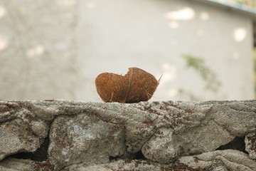 Isolated coconut shell on a stone wall (Ari Atoll, Maldives)
